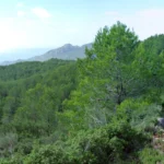 2019 09 22 11 33 58 paco P Desert de les Palmes - Bartolo - Pla de Muletes - Font de Sant Josep - Desert de les Palmes