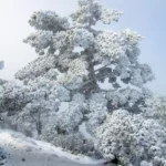 2009 01 11 11 43 07 Sant Joan de Penyagolosa - Pico de Penyagolosa por barranc de la Pegunta