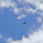2018 07 18 09 29 49 paco