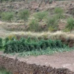 2020 09 02 16 21 09 paco