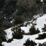 2021 01 16 10 06 45 paco M Intento frustrado por el exceso de nieve