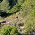 2021 12 07 09 23 47 paco M Ruta dels Molins d'Aigua