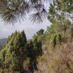 Desierto de las Palmas - Bartolo 9 2024 03 24 09 24 20 pacom P Desierto de las Palmas - Bartolo