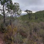 Corral de Miravet - Castell de Miravet - Corral de Miravet 3 2024 07 14 08 15 42 pacom P Corral de Miravet - Castell de Miravet - Corral de Miravet