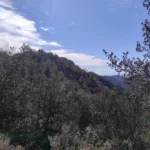 2025 03 09 11 08 44 pacom
